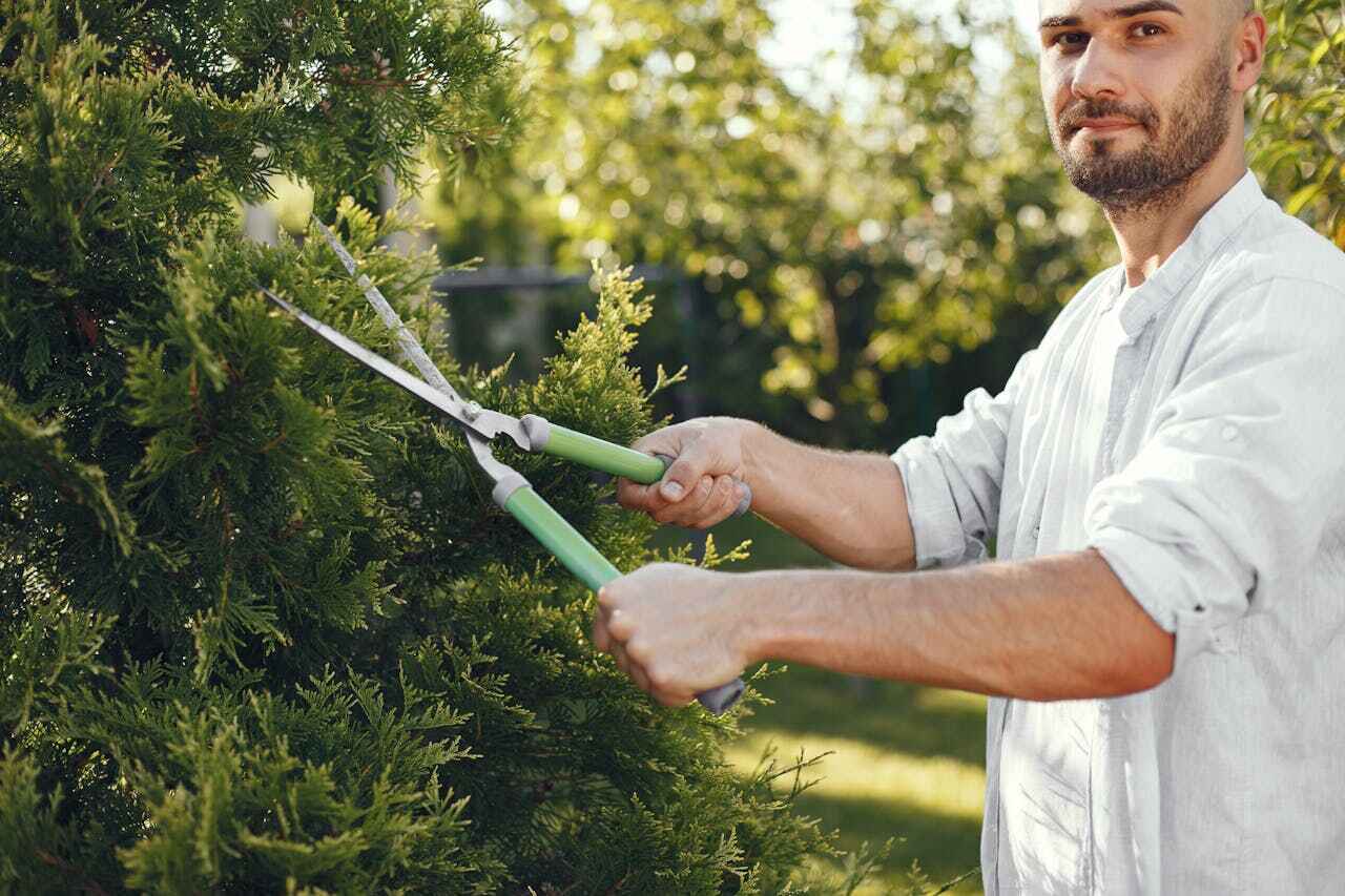 Tree Removal for Businesses in Tuolumne City, CA